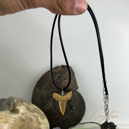 Collier Unique : La Dent de Requin Otodus