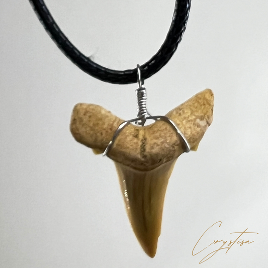 Collier Unique : La Dent de Requin Otodus